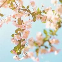 结婚抬的木盒子叫什么 多数地区叫嫁妆箱子