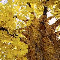 甲申日柱和乙巳日柱在一起好不好