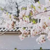 结婚女方必买清单大全 结婚喜话大全顺口溜