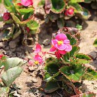 桑柘木和钗钏金八字相合吗 结婚会如何