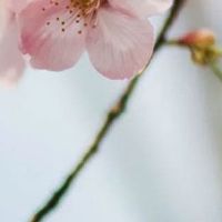 结婚男方给多少压箱礼 男方结婚要给女方买哪些东西