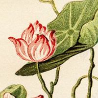 车牌号码尾号吉利数字 尾号吉利的车牌价值