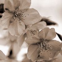 适婚女孩怎样运用住房风水提高走桃花运？