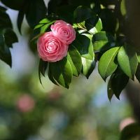 奇怪的魅力塔罗牌今天的财富今天2022年5月15日，2022年