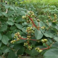 苏珊·米勒（Susan Miller）的每周星座（5.16-5.22）