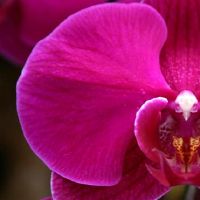 蒂姆的每周星座（5.15-5.21）