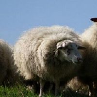 67年属羊55岁会遇到哪些灾难