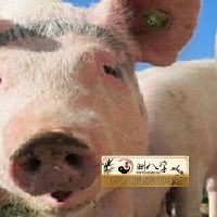 83女猪2022运势凶吉详细说明