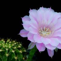 天蝎座和水瓶座婚配匹配值如何