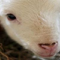 67年属羊2022年的财运和贵人运怎样