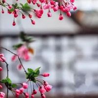 62年属虎今年财运 事业上如虎添翼