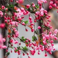 98年虎女今年运势 情绪平和运势变化大