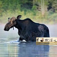 属牛的三大坎是啥