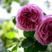 哪些星座的男人抵挡不住可爱的女孩