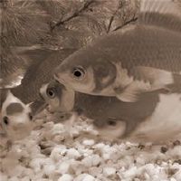 会给亲人带来不利的家居风水摆设