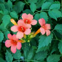 十二星座中哪个星座敢想敢做不会轻易被挫折打倒