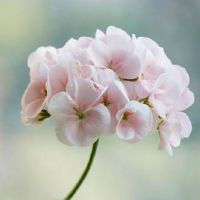 十二星座中谁是有钱就容易膨胀变坏的