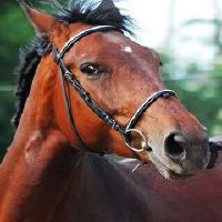 44岁有一劫属马78年