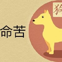 1982的属狗人命苦是真是假