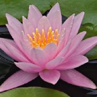 阳台睡莲对风水好吗？
