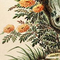 688算好牌照吗 车牌号688值钱吗