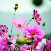 水命女和火命男结婚会好吗