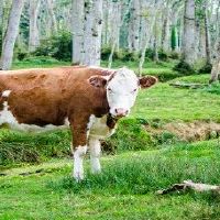 1973年属牛2022年每月运势详细说明全集