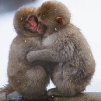 属猴的做什么领域好