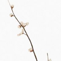 天机星在夫妻宫女命 天机星为落陷独坐