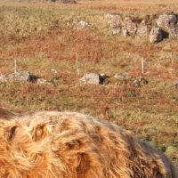 属牛人不可以穿的颜色