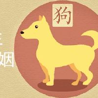 94属狗一生有几回婚姻