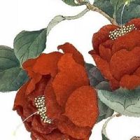 尾号555的车牌价值 最吉利的车牌字母