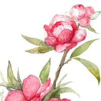 本命年客厅养什么绿植和花最合适 客厅摆放鸿运当头有好运