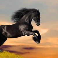 属马二婚的人今年会有婚姻吗,属马的婚姻好不好