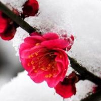 店里放什么摆件招财 商店里面旺财的摆件分享