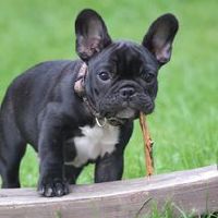 独特的宠物名字可爱洋气