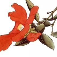 属鸡人2022年12月最佳结婚吉日 成亲大吉日