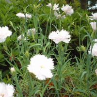 偏印格男命性格如何 对待婚姻感情的态度怎么样