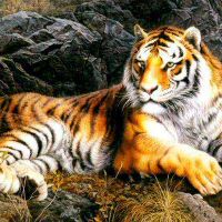 2022年属虎人的具体运势分析 今年犯太岁