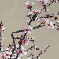 女人手纹线图解大全 十字纹助力事业上升飞快