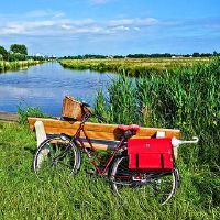 门前栽什么树最吉利 桂花树富贵聚一堂