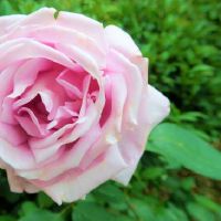 财星被合是什么意思 关于八字财星透而被合