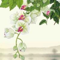 车牌最旺的3个数字和字母是什么 数字6寓意车主事事顺利