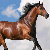 1990年属马的人最好婚姻配对是什么