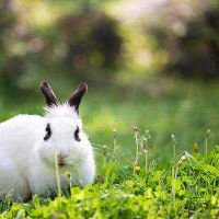 1999年属兔的人最好婚姻配对是什么