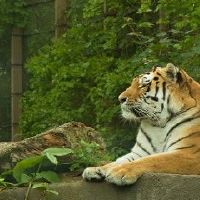 虎年吉祥寓意好的四字成语
