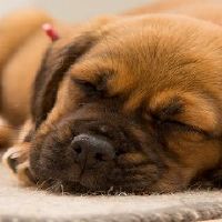 男94年狗和女96年鼠属相相配吗