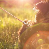 我属羊老婆属狗的婚姻运势如何