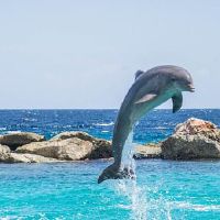 上升星座白羊座的特质  上升星座白羊座的人性格有什么特点