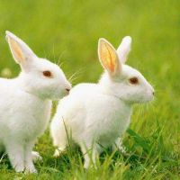 生肖属兔在2022年9月正缘桃花怎么样